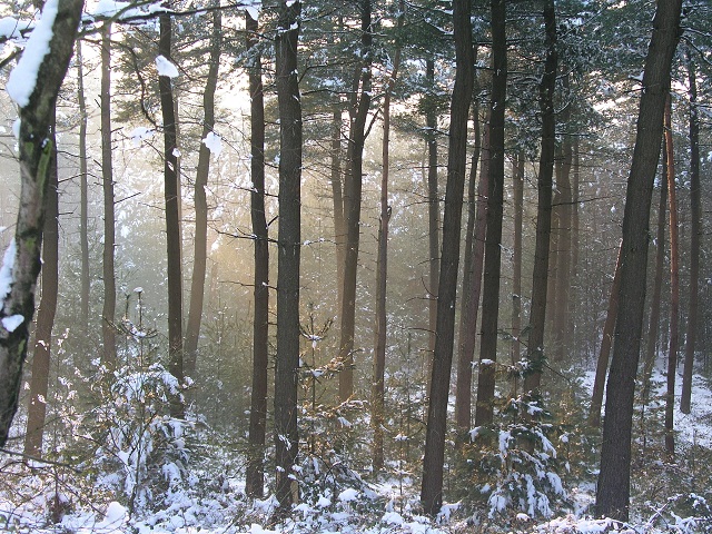 Aussichten im Winterwald